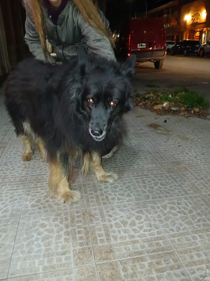 Veterinaria Dr. Martín