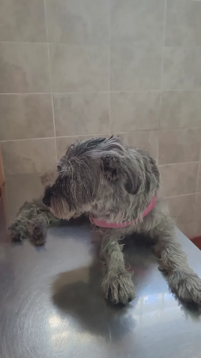 Veterinaria “Dr. Millauro”