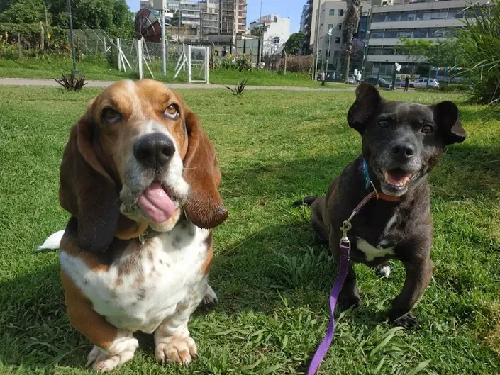 Veterinaria Dr. Pablo Oramendia Clínica Cirugía