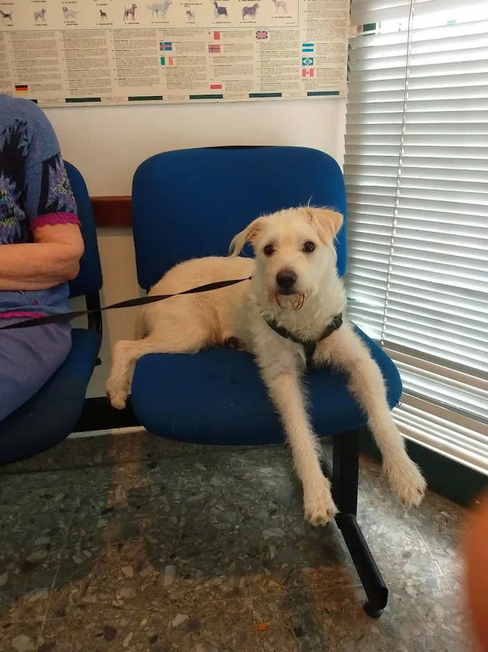 VETERINARIA Dr. SCARSI