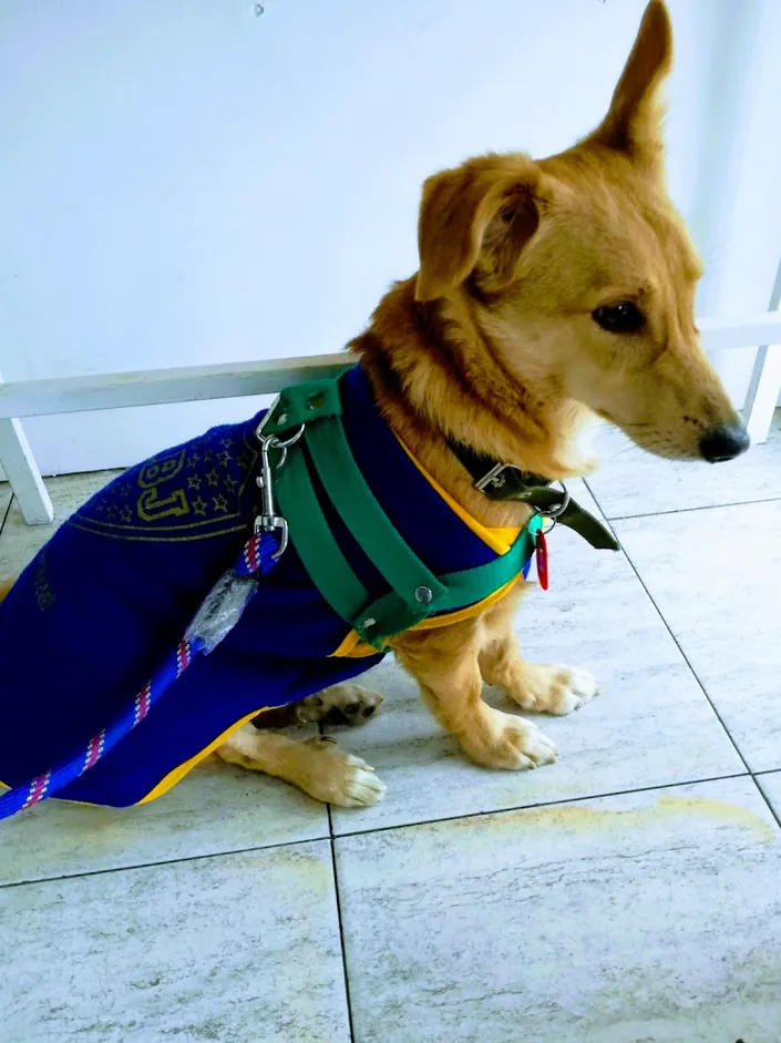 Veterinaria Dra. Verónica Cavalcabue