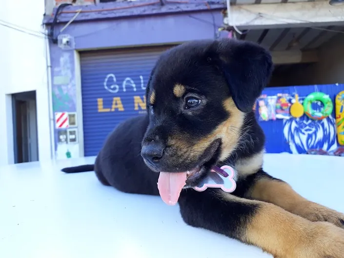 Veterinaria Fabián Gómez