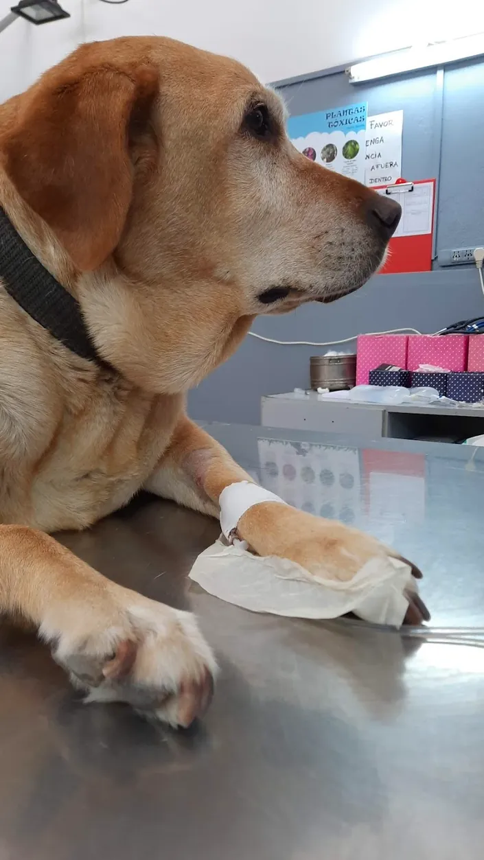 Veterinaria Huesos, Quilmes