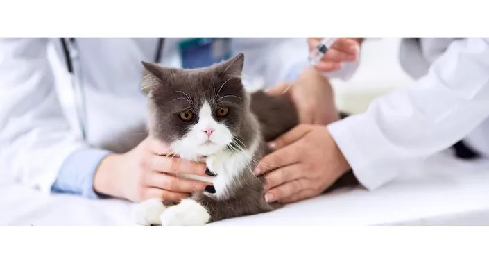 VETERINARIA INTEGRAL DR FURNO