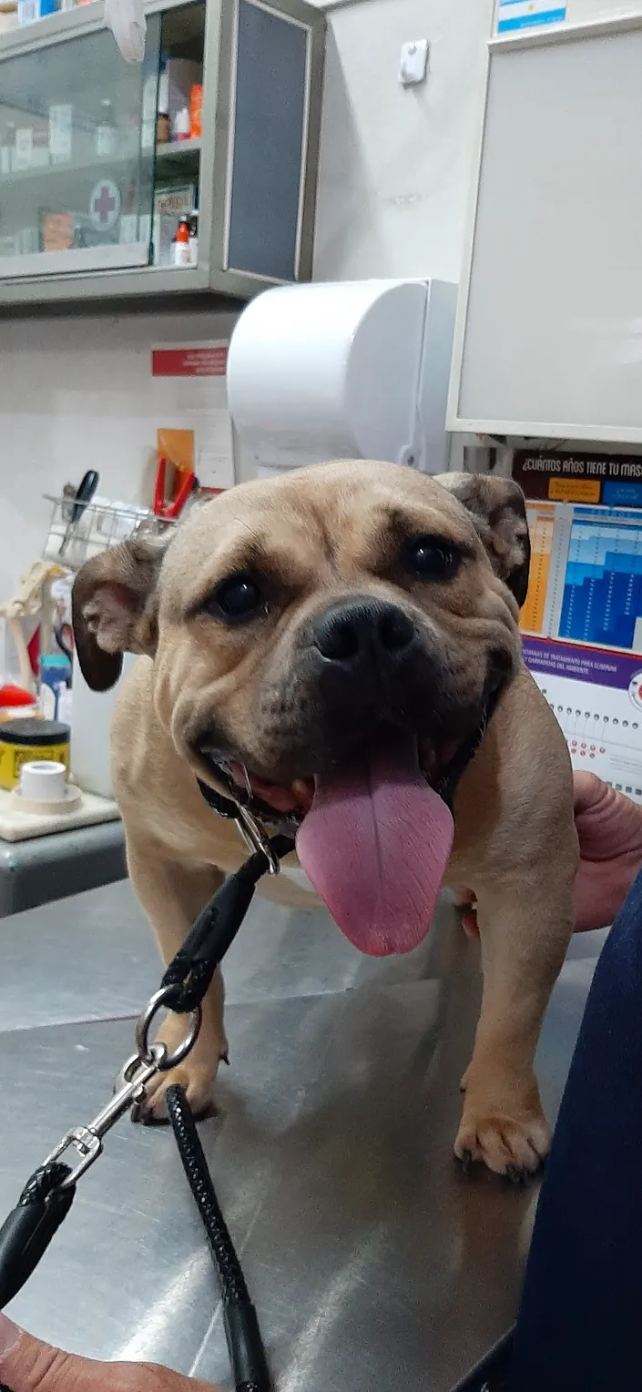 Veterinaria Integral Yrigoyen