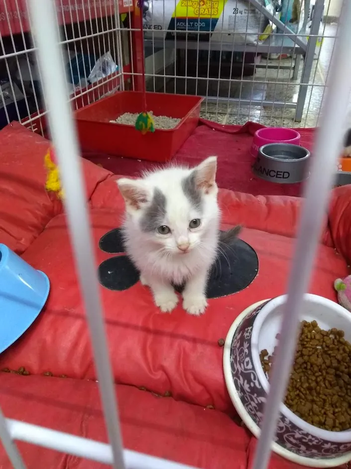 Veterinaria Kimey