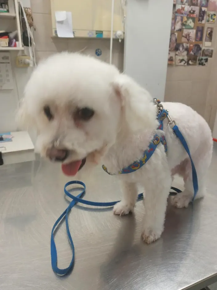 Veterinaria – La Quinta pata