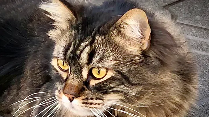 Veterinaria Las Marías – Palermo