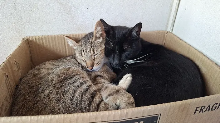 Veterinaria Las Quintas