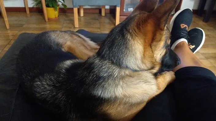 Veterinaria Machipin