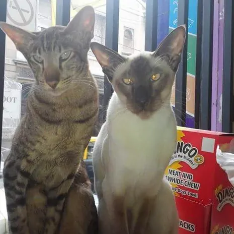 Veterinaria Mels