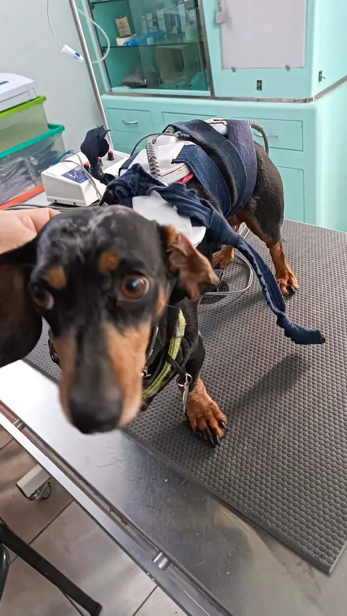 Veterinaria Mundo Pet