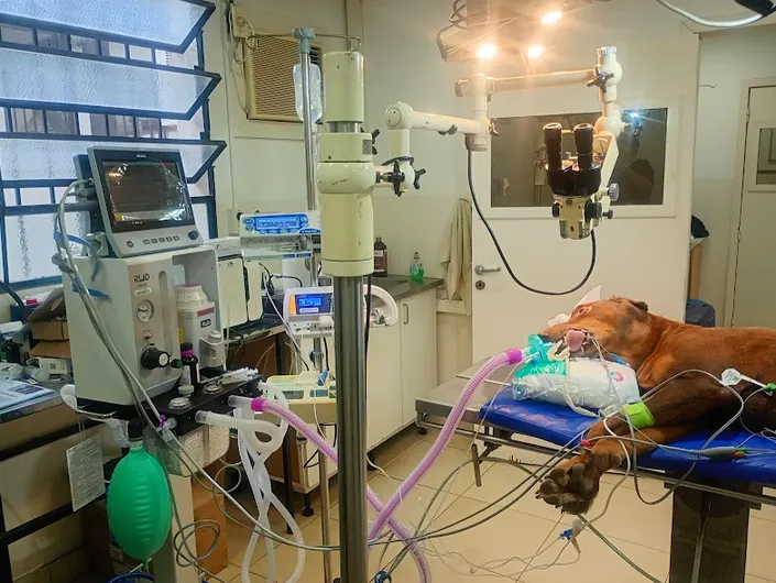 Veterinaria Muzio