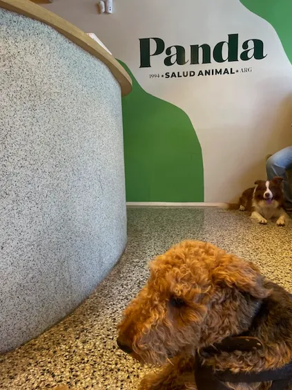 Veterinaria Panda, Palermo