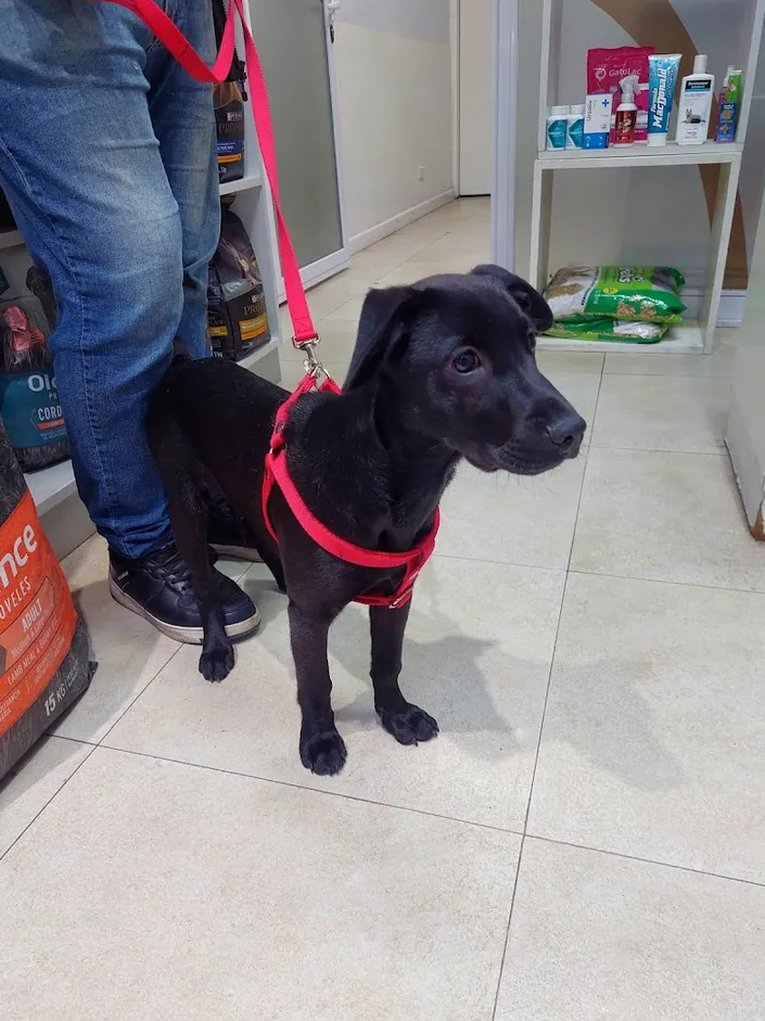 Veterinaria Panda, Villa Urquiza