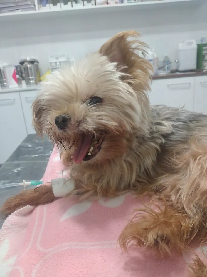 Veterinaria Panda, Villa Urquiza
