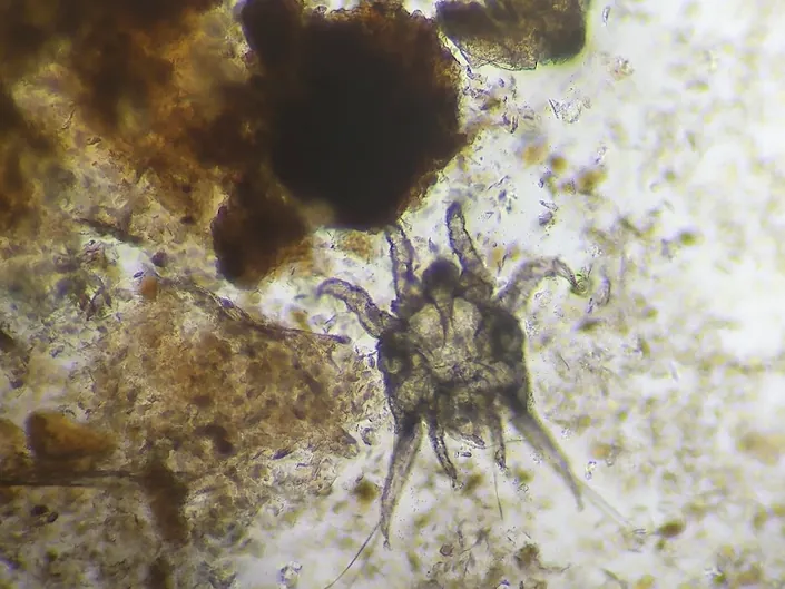 Veterinaria Patagones