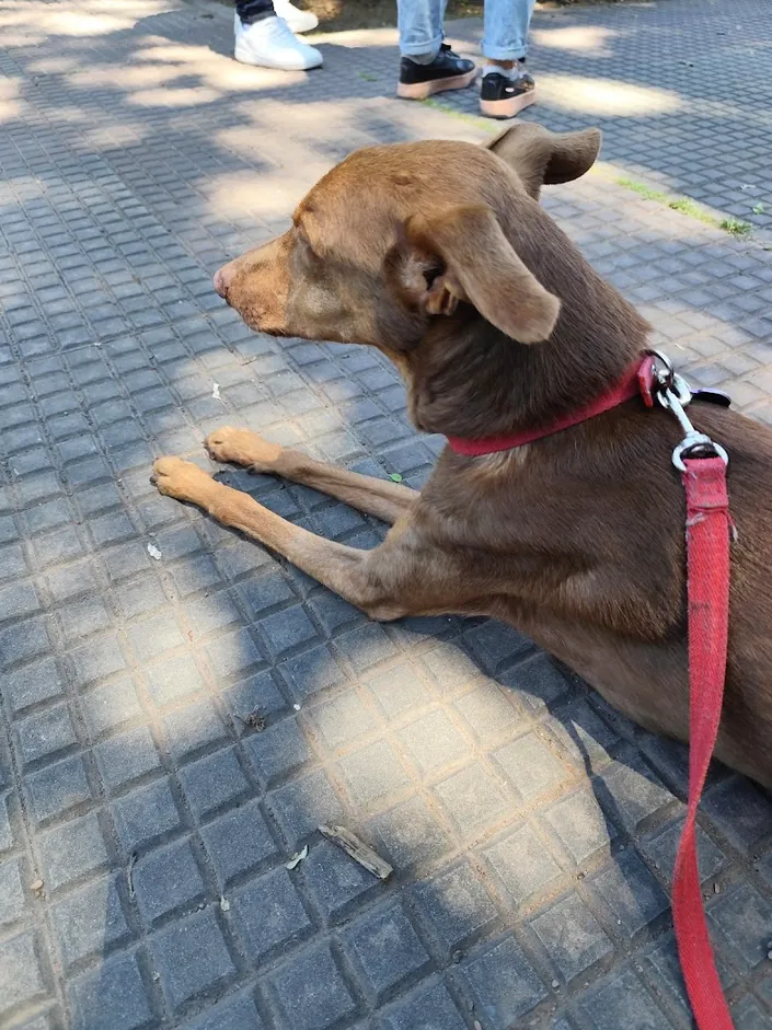 Veterinaria Paula Rego