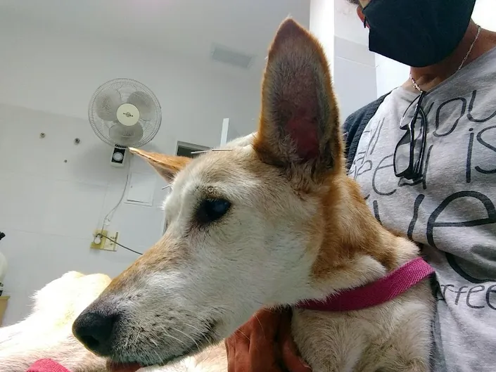 Veterinaria Pueyrredon