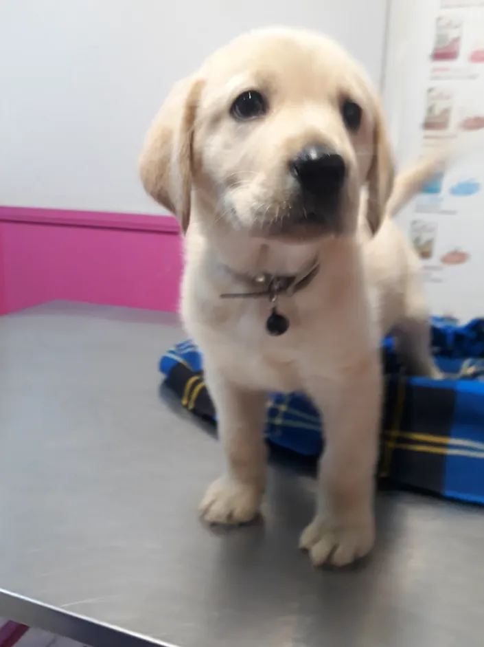 Veterinaria, Quilmes