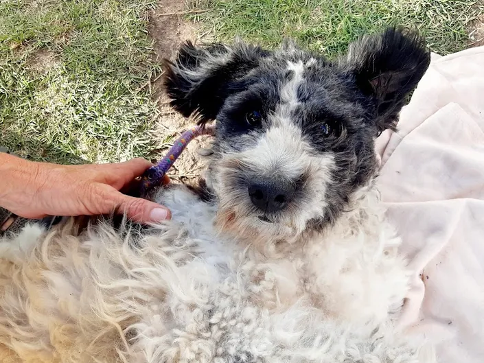 Veterinaria Razas