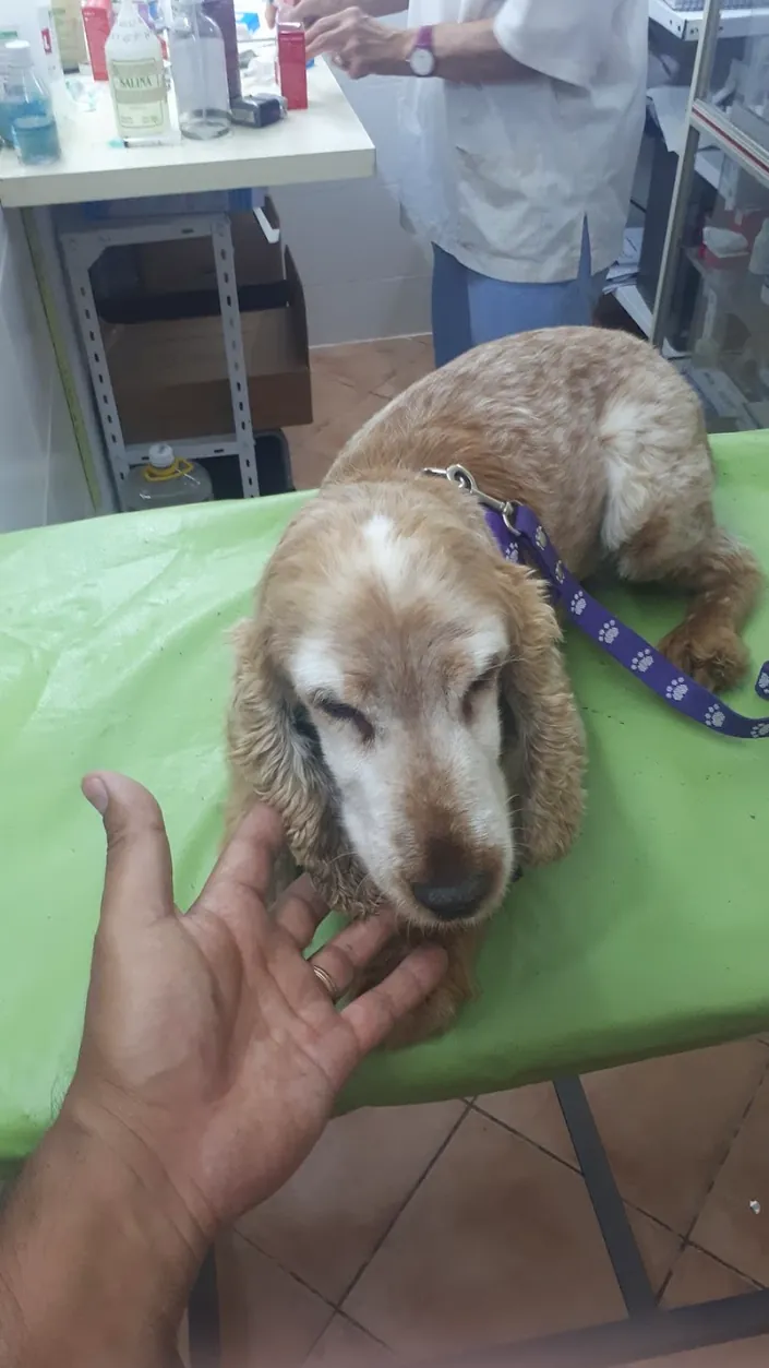 Veterinaria San Agustin, Morón