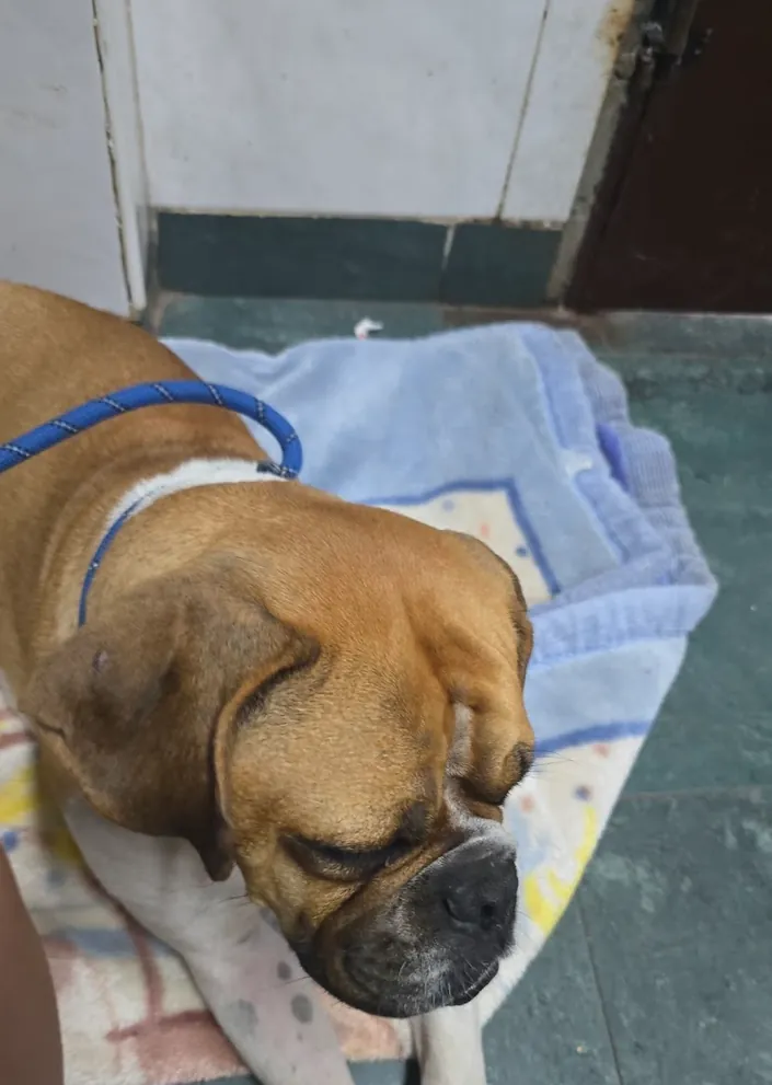 Veterinaria San Antonio, La Matanza