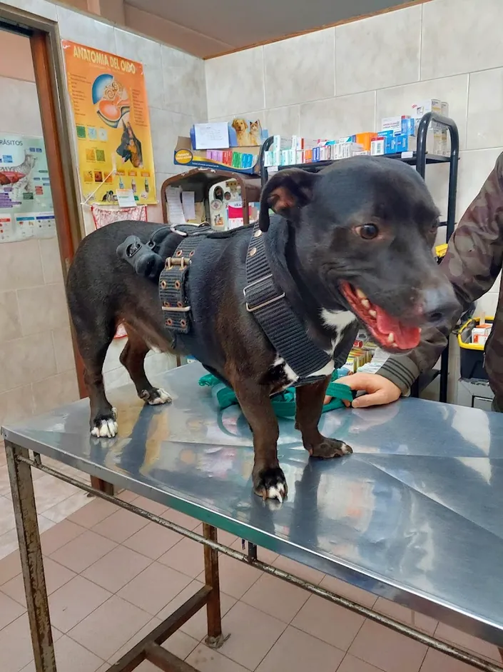 Veterinaria San Bernardo, Lomas de Zamora