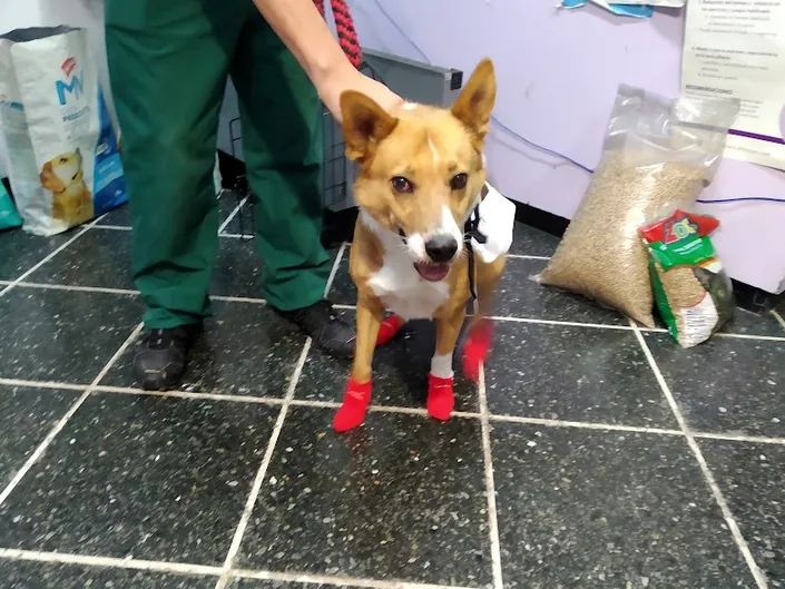Veterinaria San Juan, La Plata