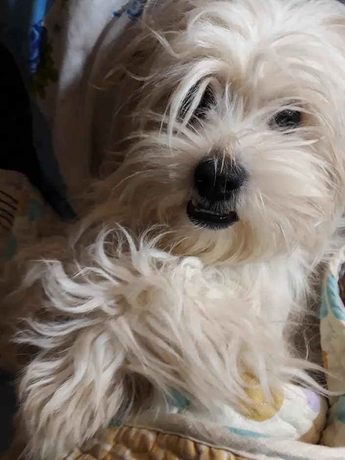 VETERINARIA San Martín