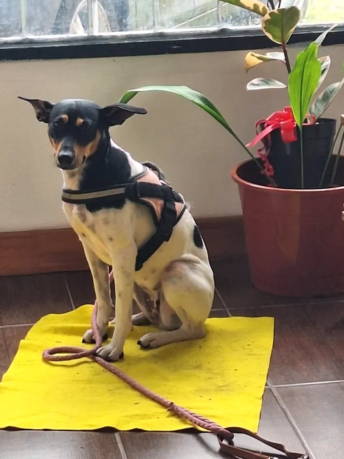 Veterinaria Temperley. Consultorio de Especialidad.