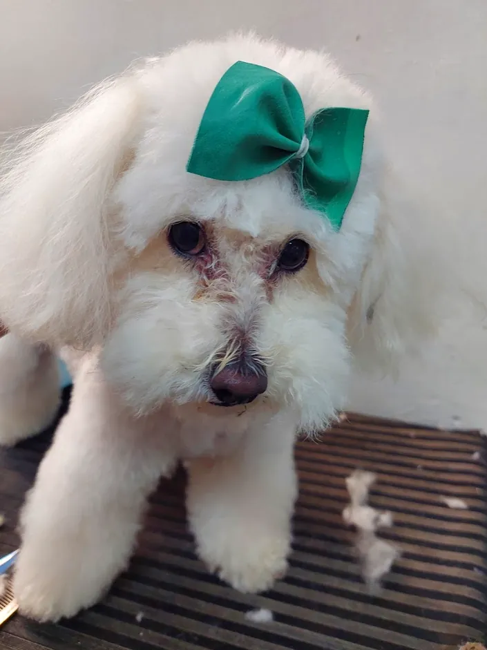 Veterinaria Tendencia Canina y peluquería canina