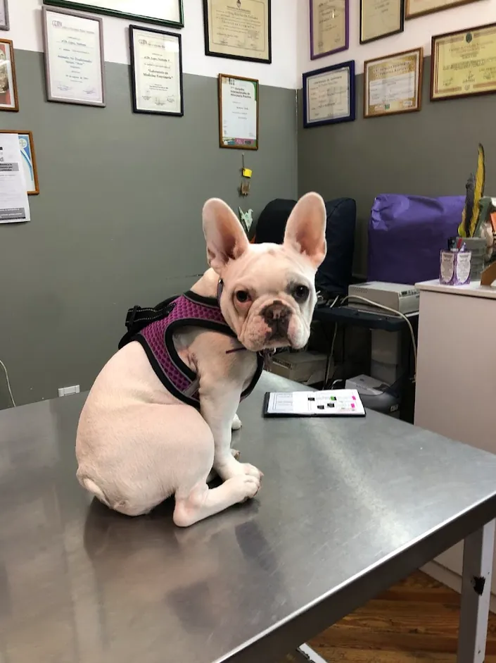Veterinaria Tweety Ecografias