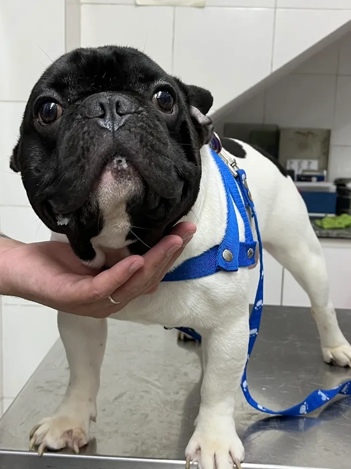 Veterinarias Gloria, Palermo