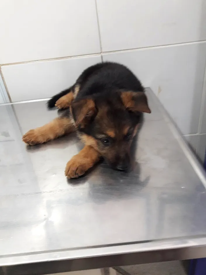 Veterinarias Reino Animal