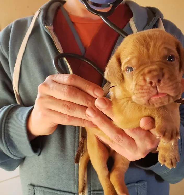 Veterinario a domicilio La Plata