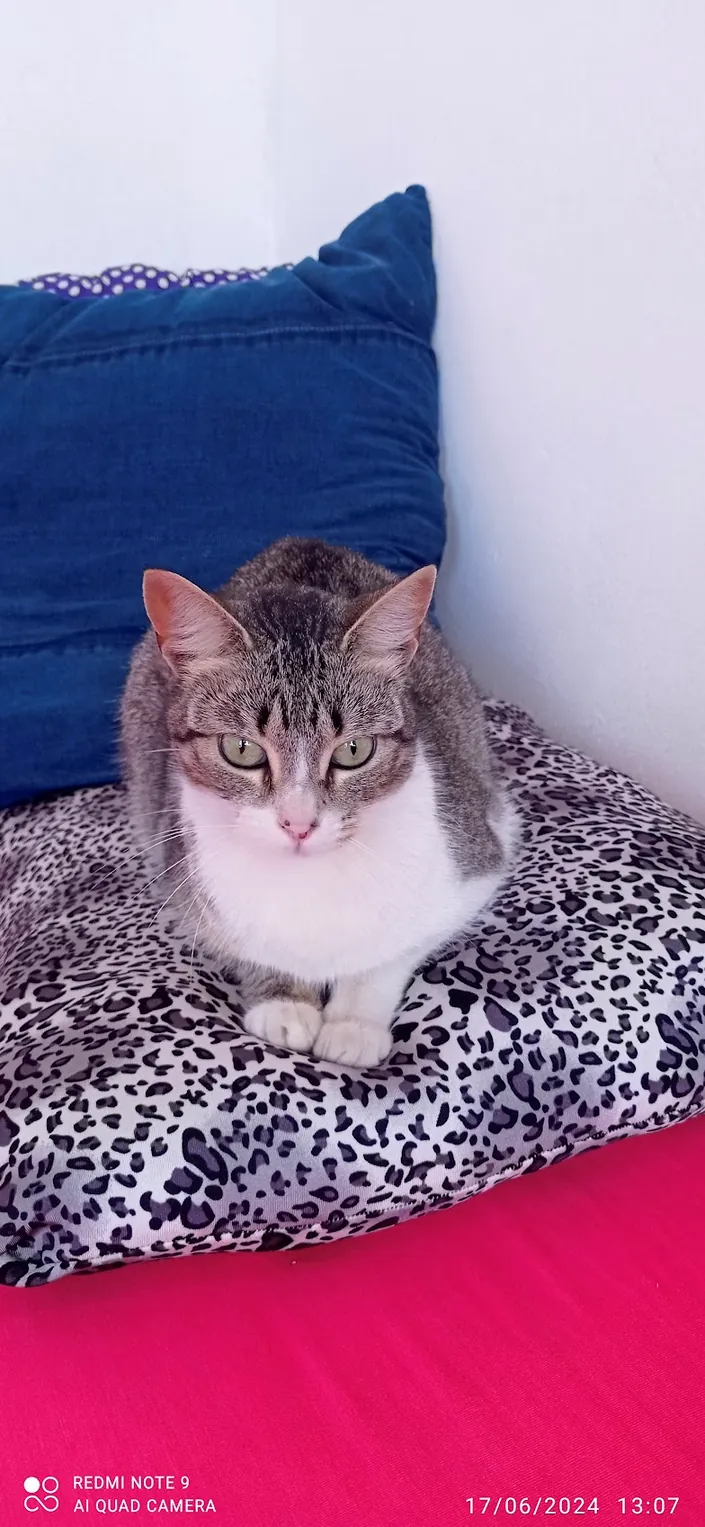 Zoonosis Tigre